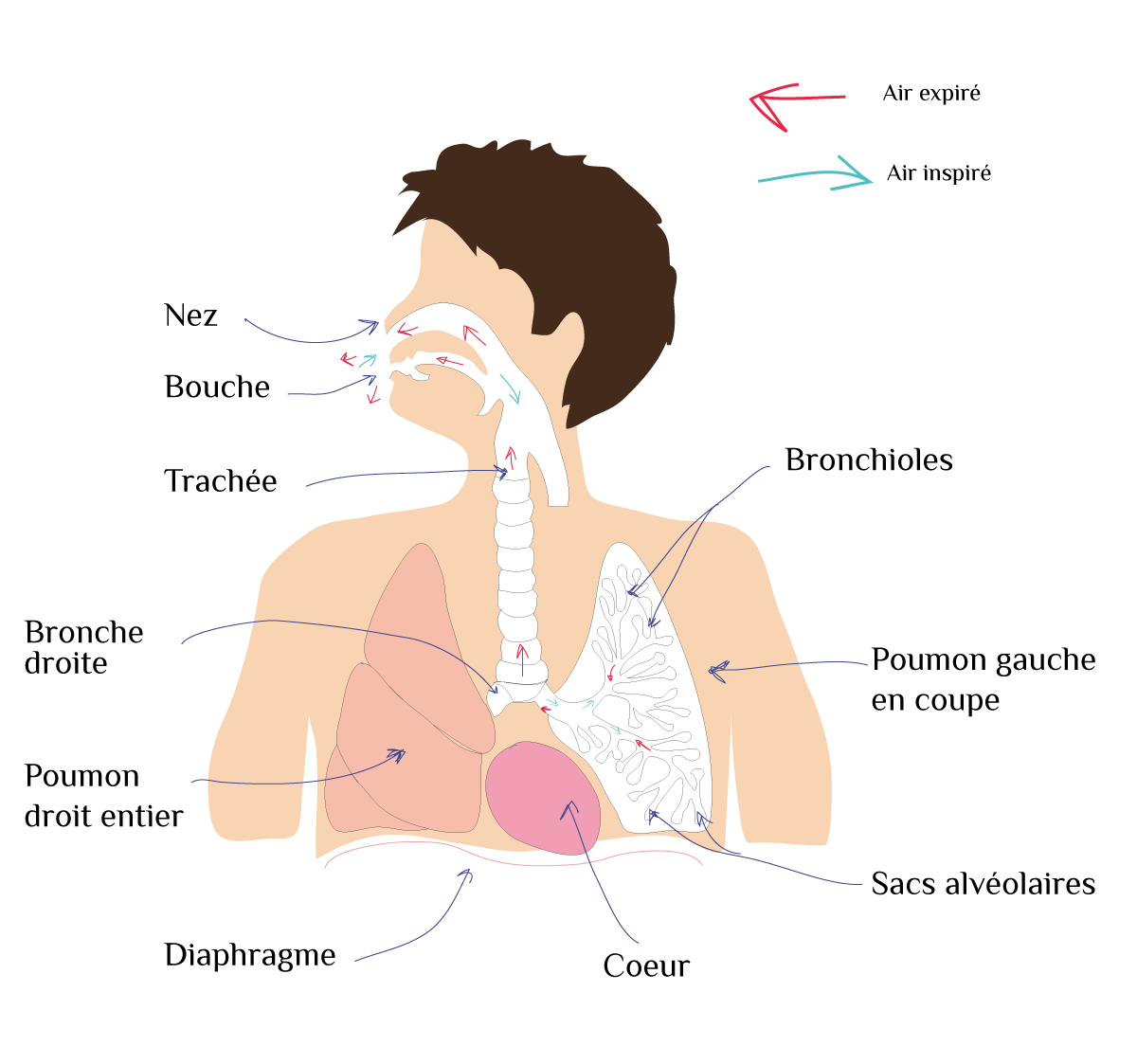 Pause_Yoga_Illus_SchemaAir