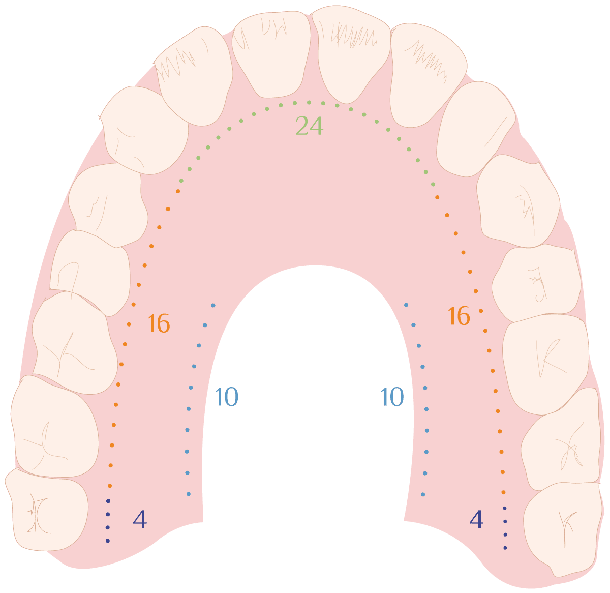 Pause_Yoga_Illustration_Dentition
