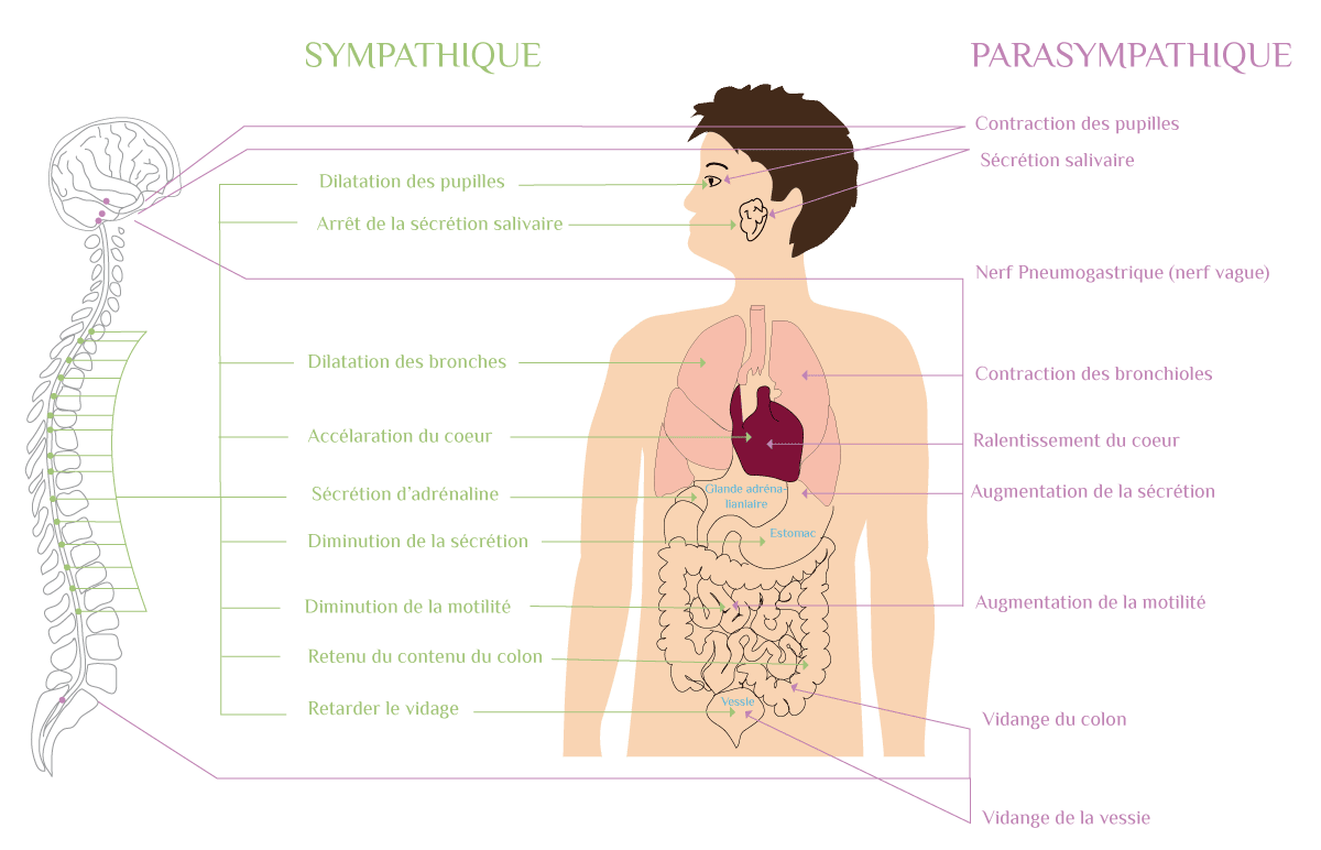 Pause_Yoga_Illustration_Sympathique